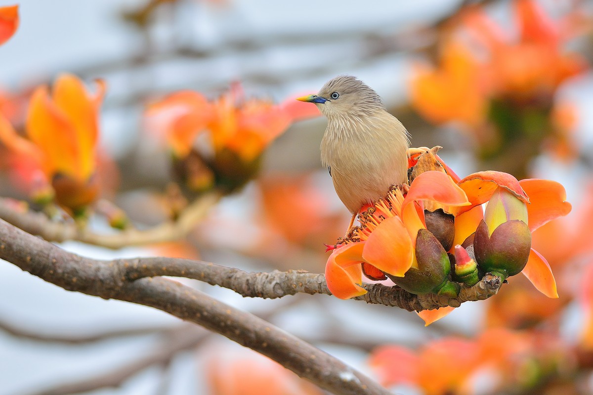Chestnut-tailed Starling - ML142014941