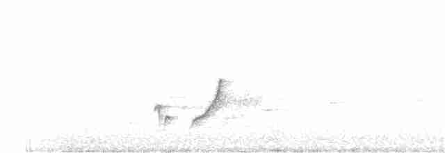 hvitsmykkehonningeter - ML142015191