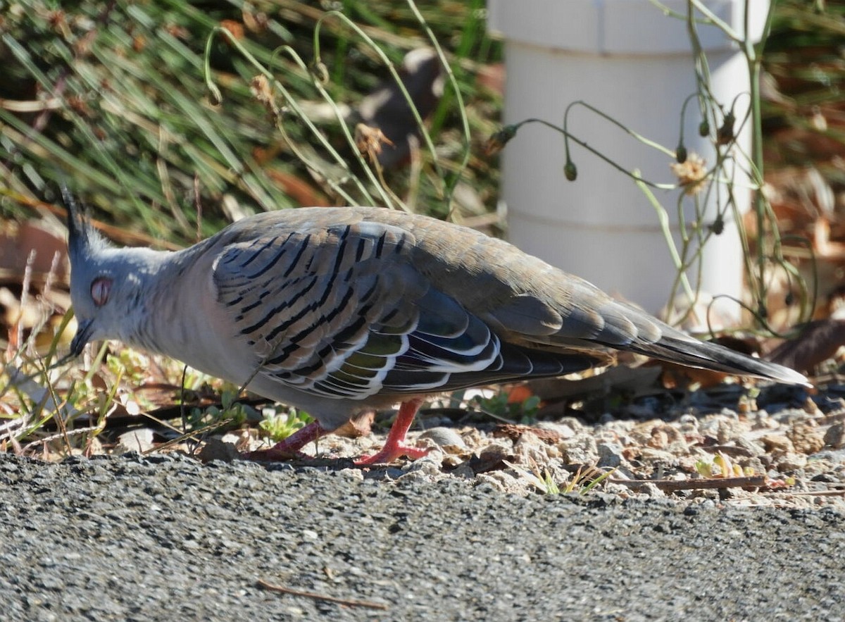 Crested Pigeon - ML142016001