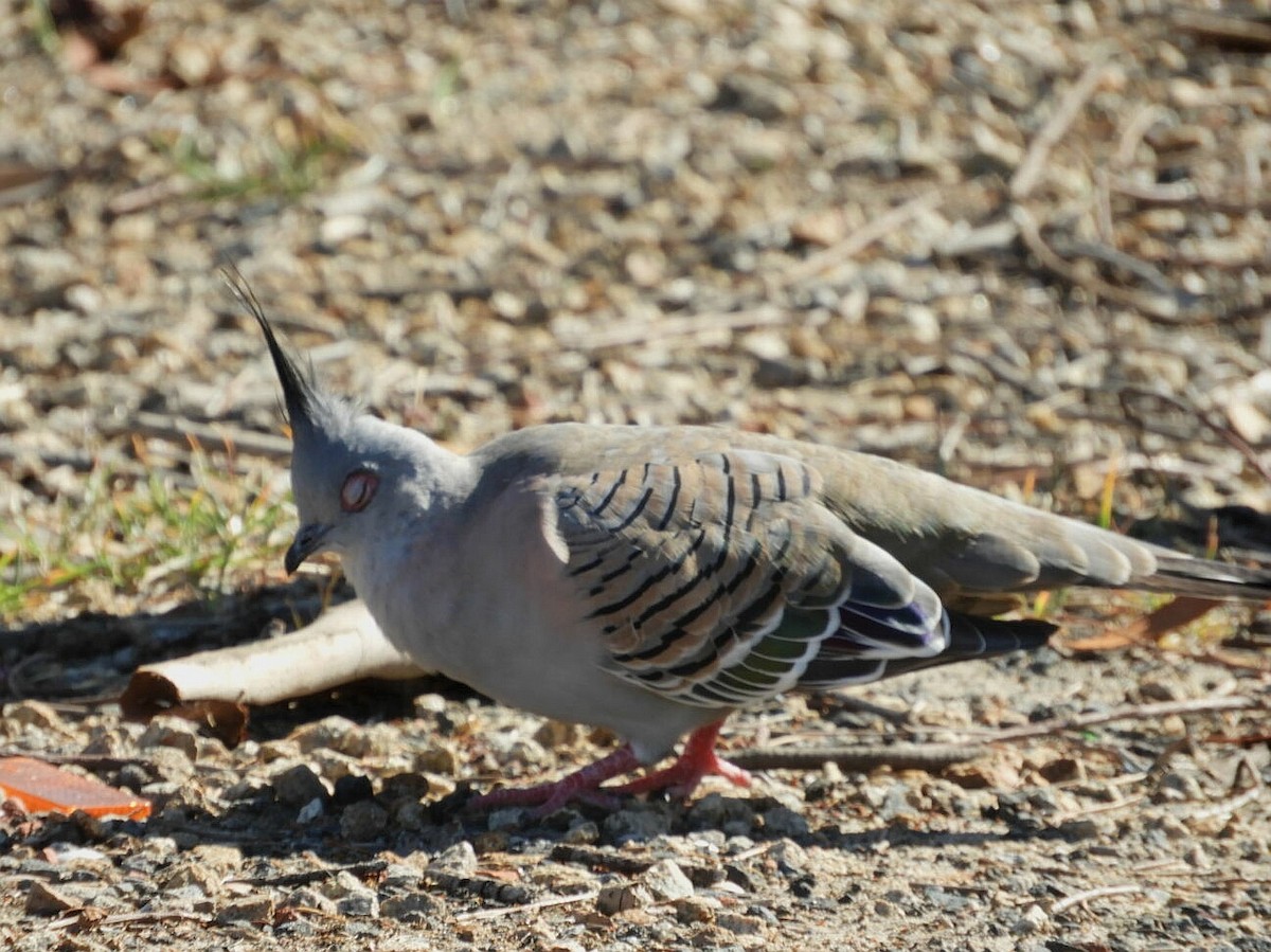 Crested Pigeon - ML142016071