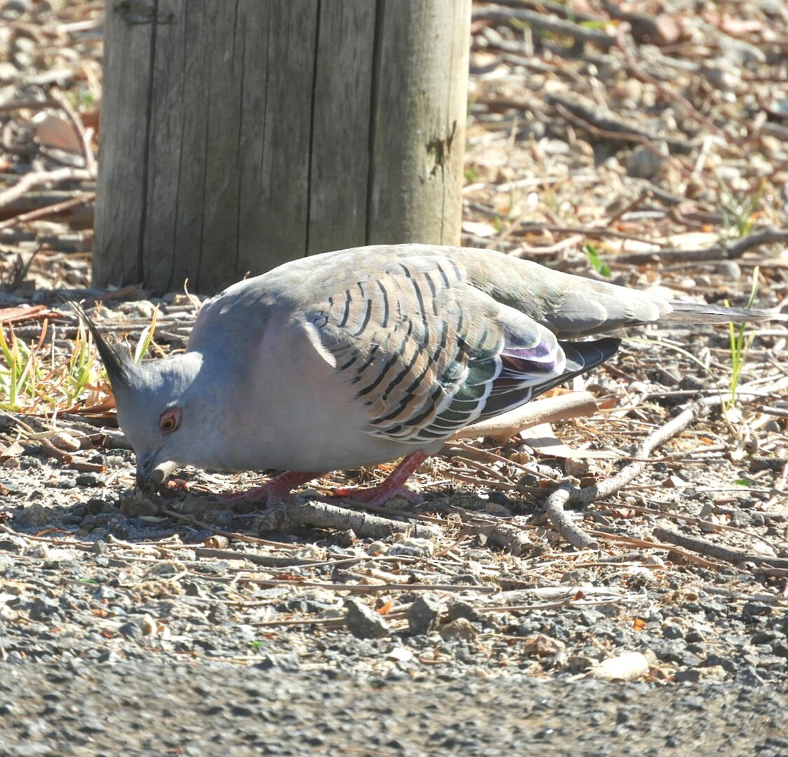 Crested Pigeon - ML142016091
