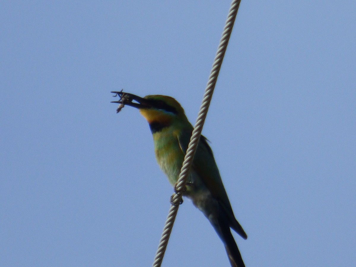 Rainbow Bee-eater - Matt Hinze