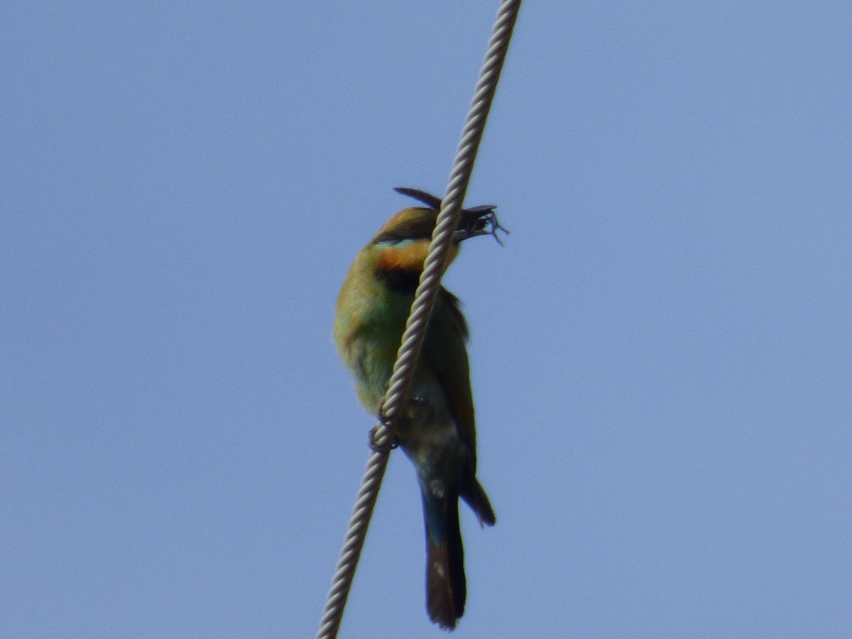 Rainbow Bee-eater - ML142016141