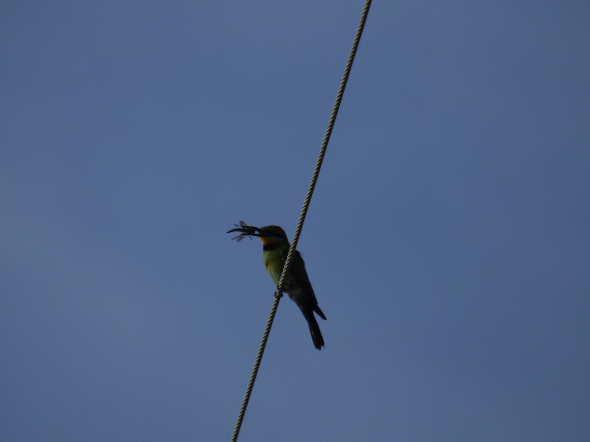 Rainbow Bee-eater - ML142016161