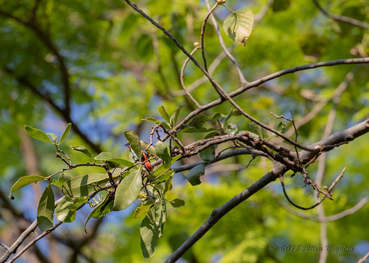 Scarlet-backed Flowerpecker - ML142016321
