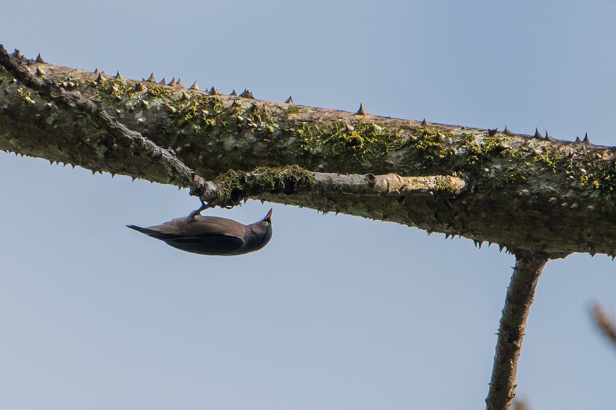 Velvet-fronted Nuthatch - Bill Bacon