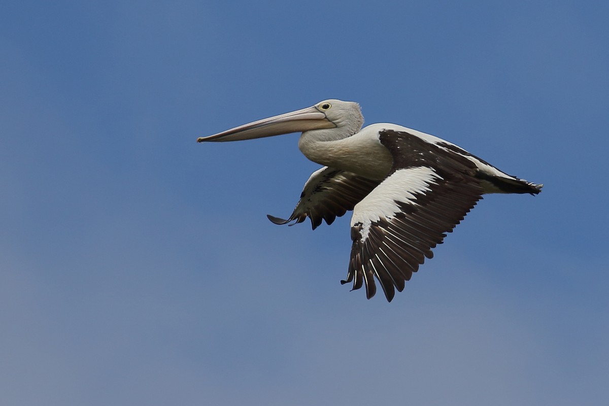 pelikán australský - ML142016991