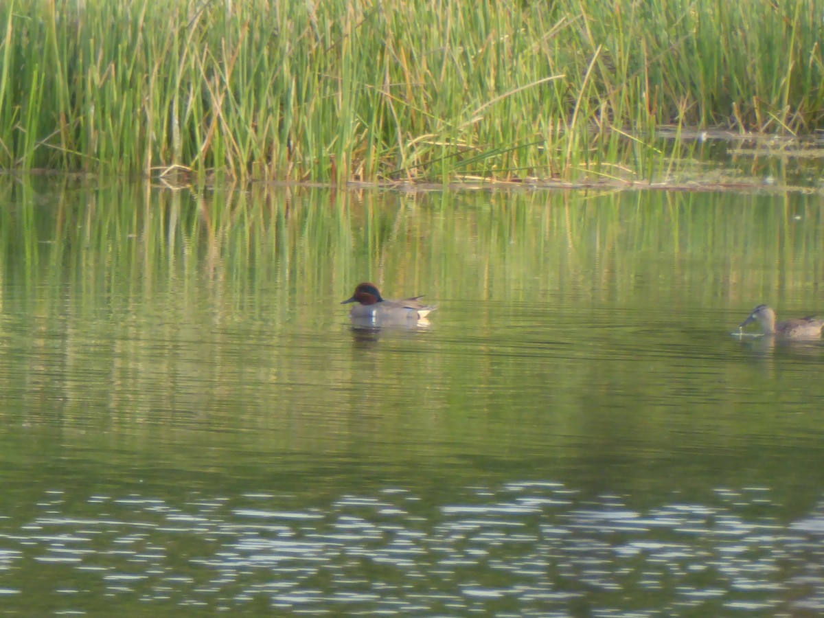 Green-winged Teal (American) - Rob Clements