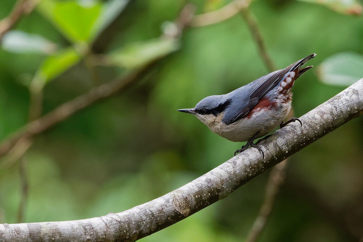 Chestnut-vented Nuthatch - Vincent Wang