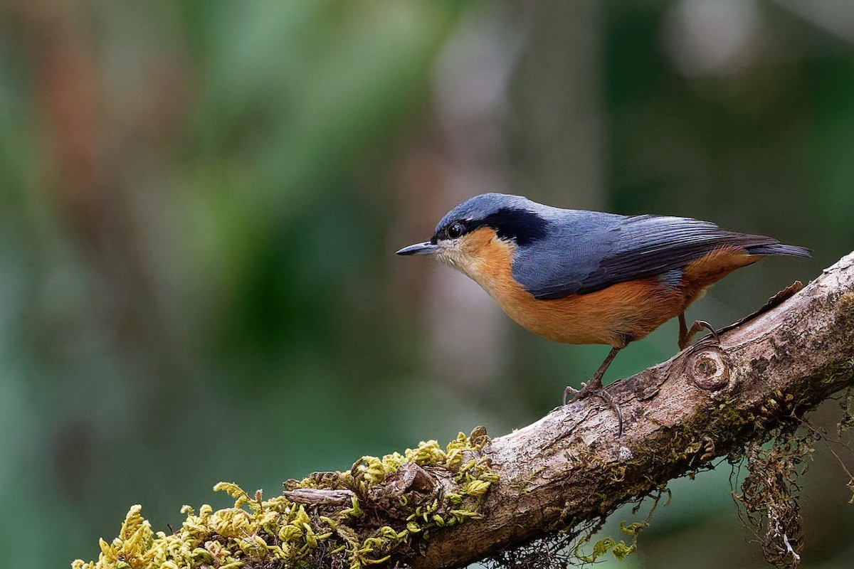 White-tailed Nuthatch - Vincent Wang