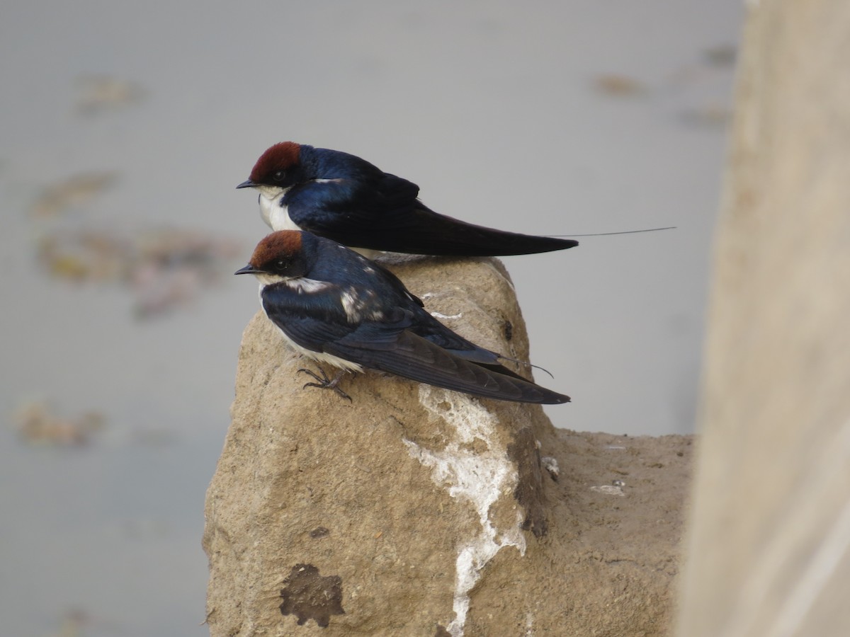 Wire-tailed Swallow - Dharmendra Pare