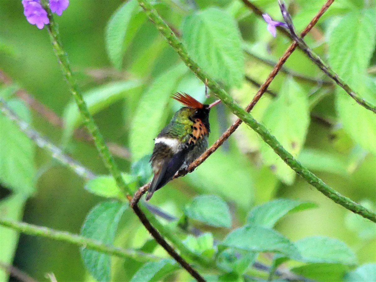 Tufted Coquette - Susan Brauning