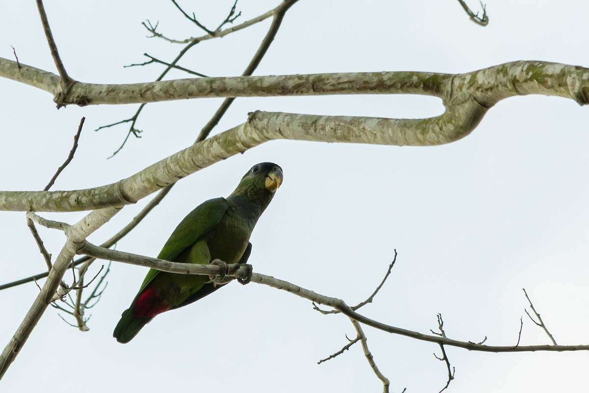 Scaly-headed Parrot - ML142020191