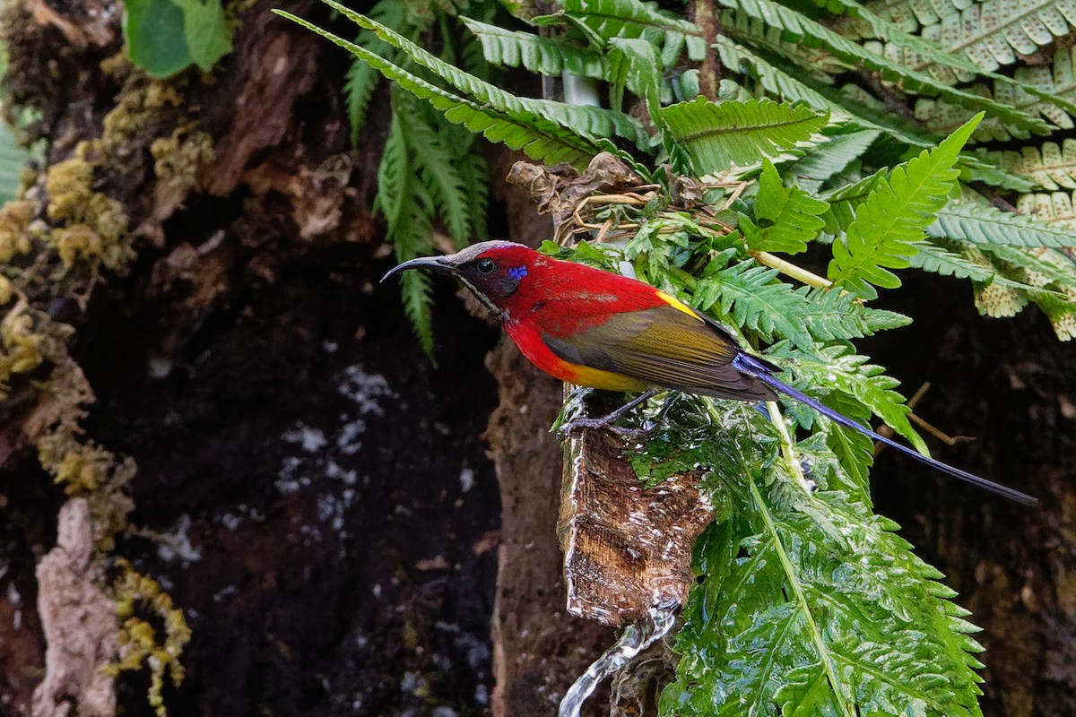 Mrs. Gould's Sunbird (Scarlet-breasted) - ML142020241