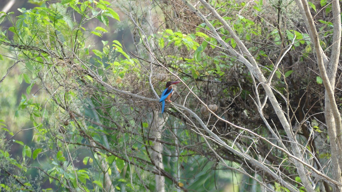 White-throated Kingfisher - Thanakrit Wongsatit