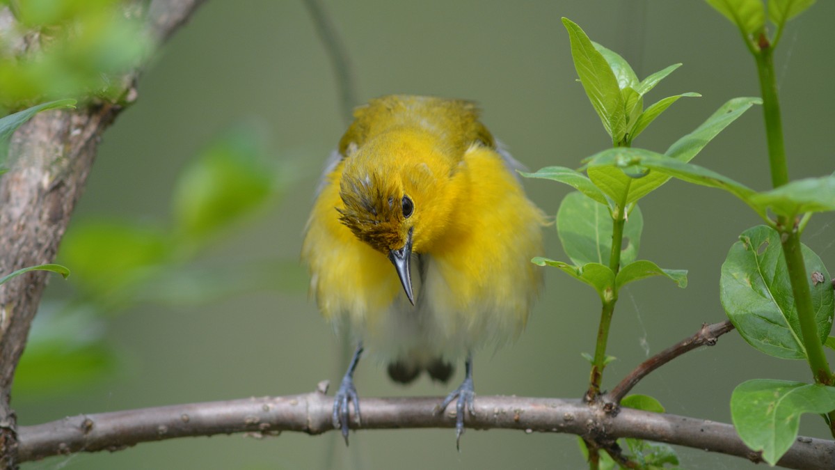 Prothonotary Warbler - Carl Winstead