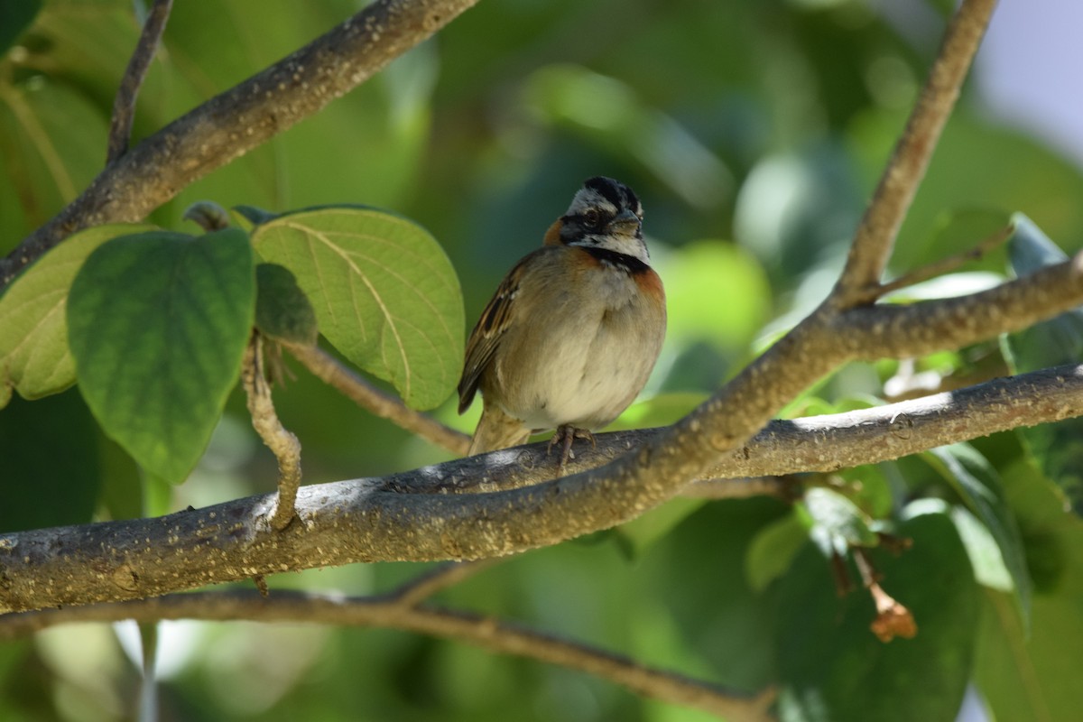 Rufous-collared Sparrow - ML142021161