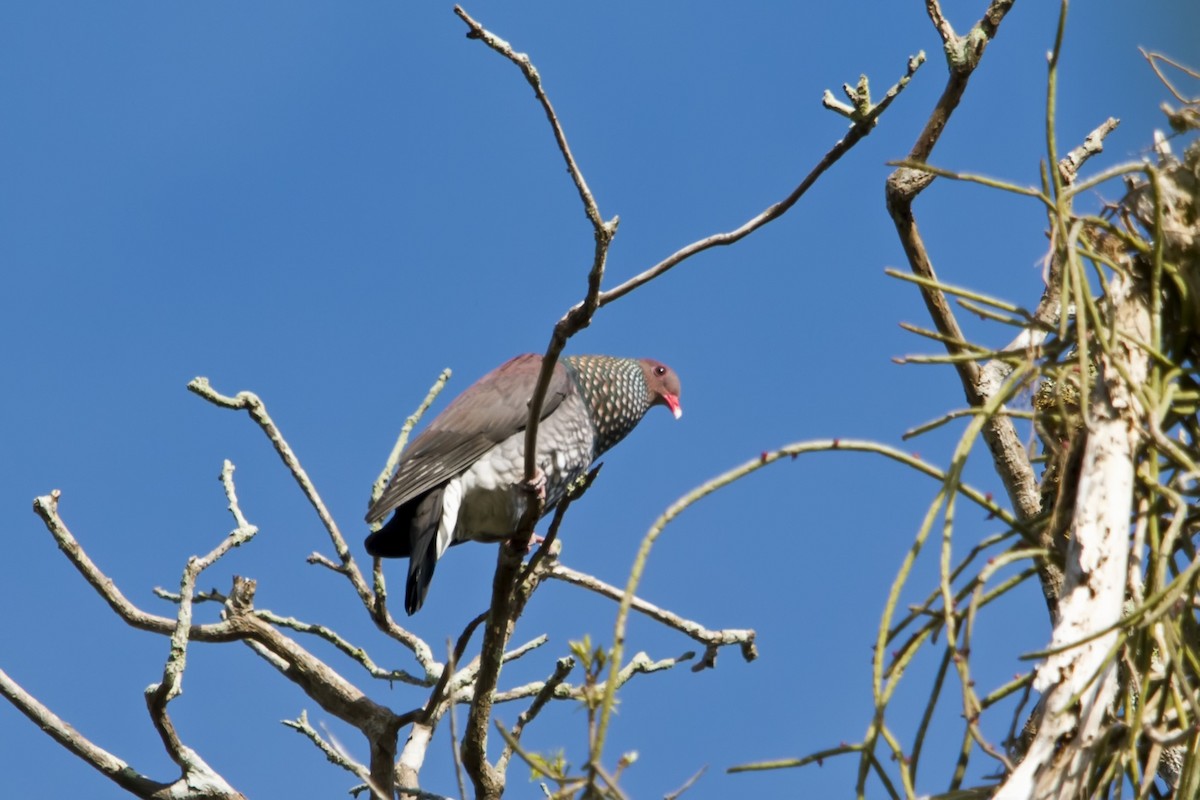 Scaled Pigeon - ML142021311