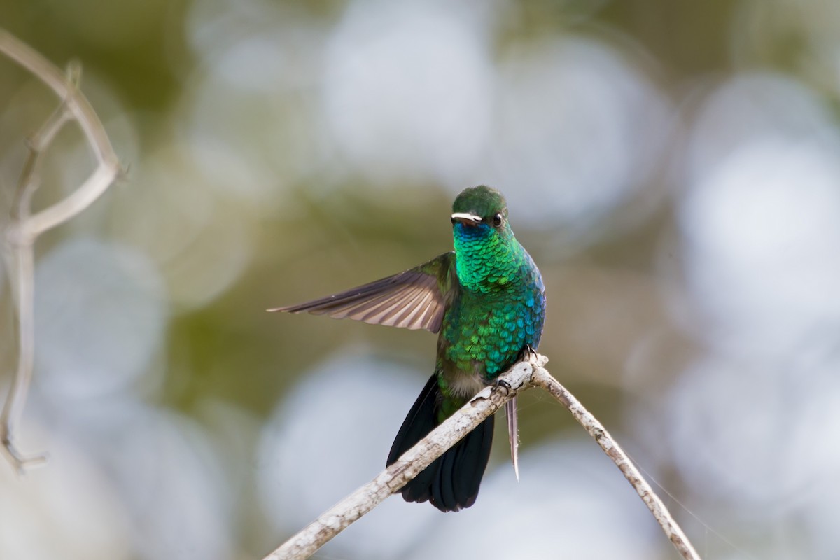 kolibřík modrobradý - ML142021391