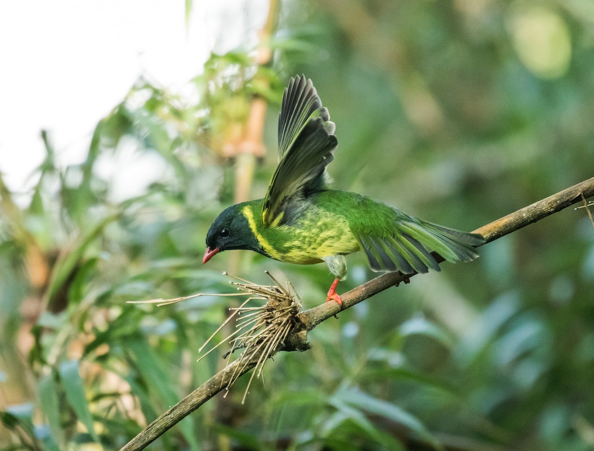Green-and-black Fruiteater (Green-and-black) - Nick Athanas