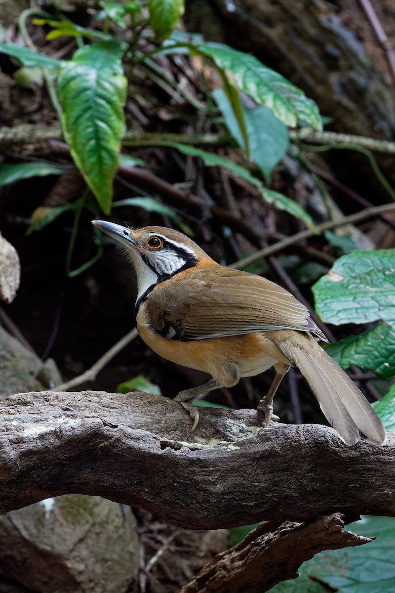 Greater Necklaced Laughingthrush - Vincent Wang