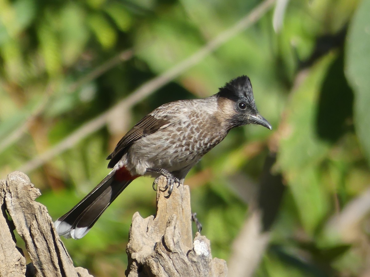 Red-vented Bulbul - ML142022401