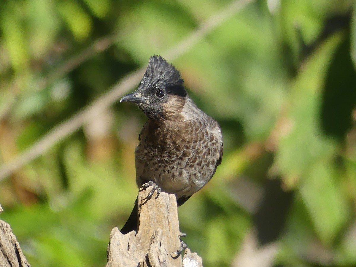 Red-vented Bulbul - ML142022421