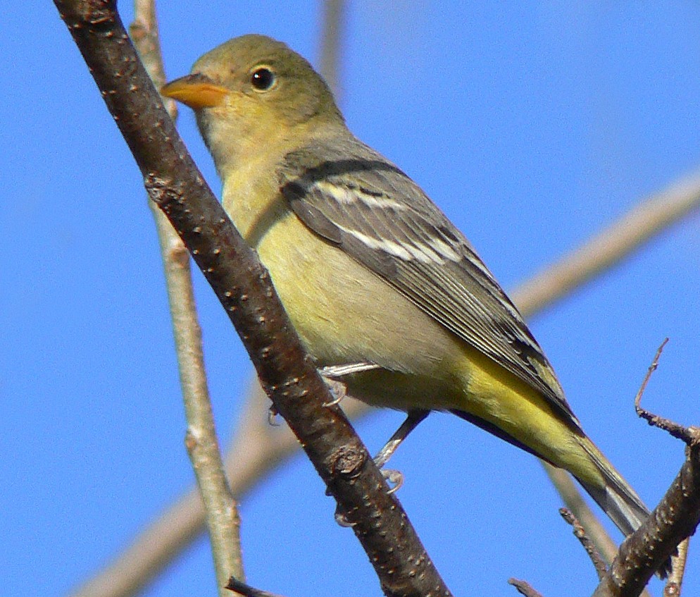 Western Tanager - ML142022891