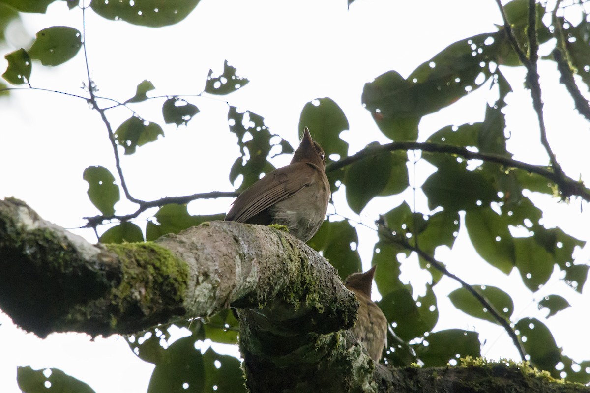 Rufous-brown Solitaire - ML142023621