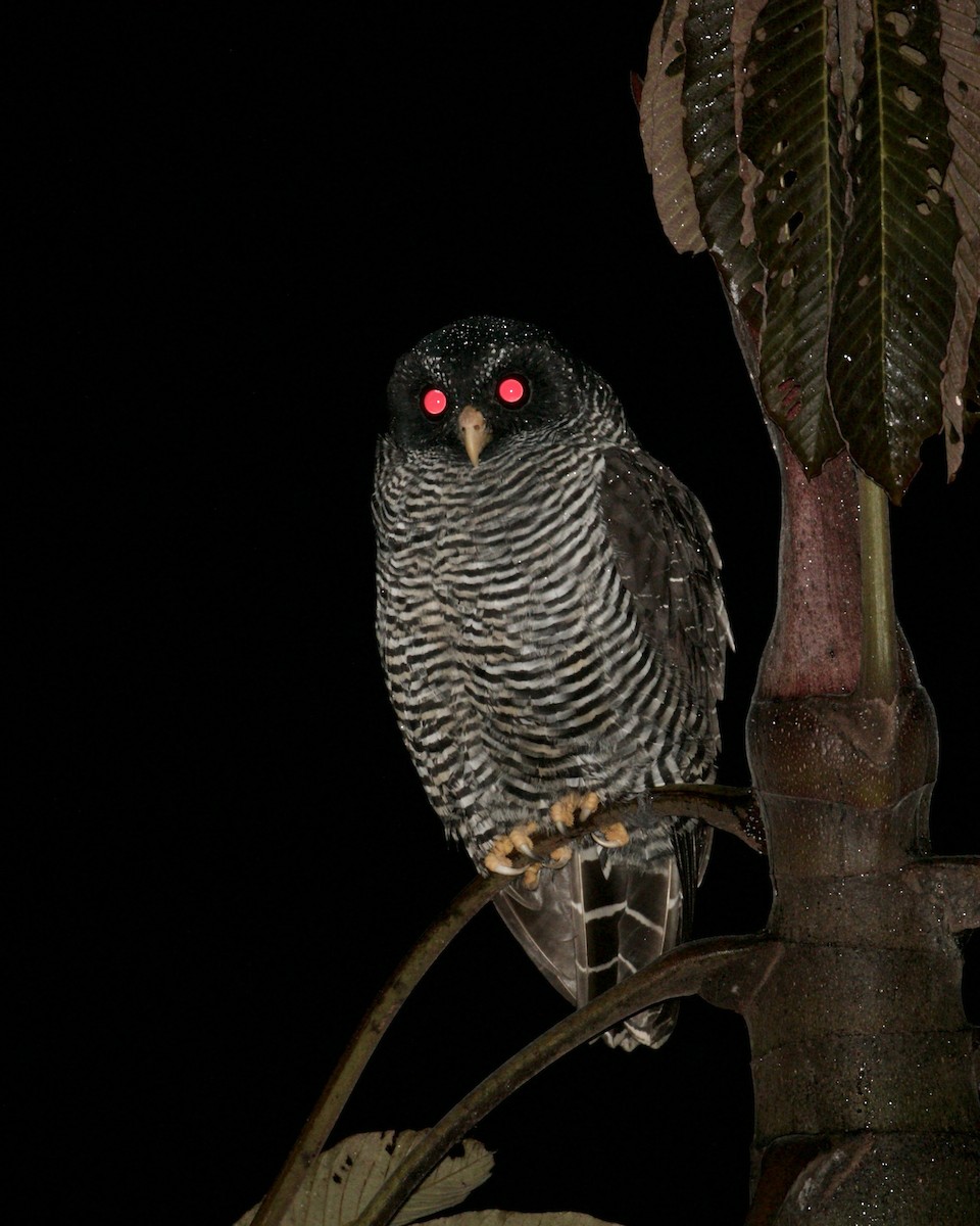 Black-banded Owl (San Isidro) - Doug Cooper