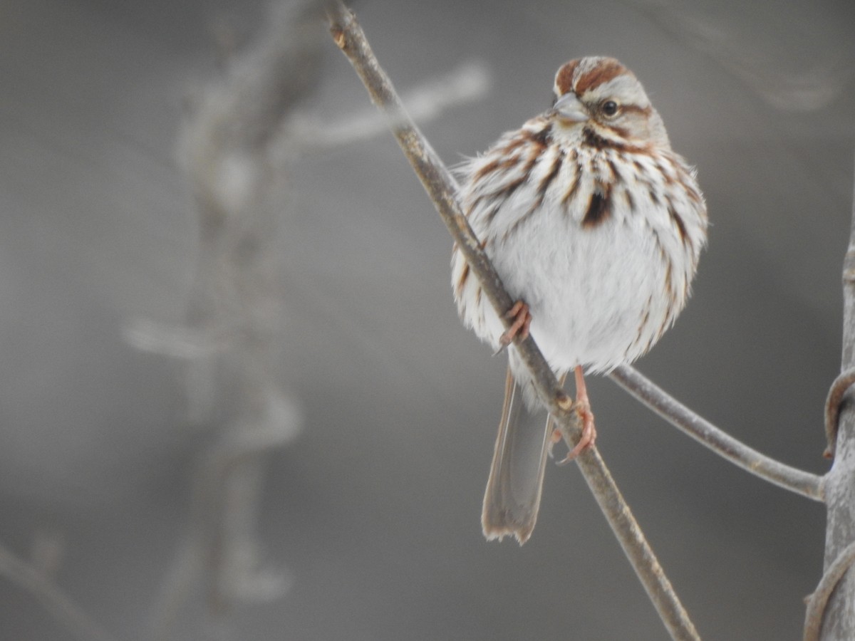 Song Sparrow - Mary McKitrick