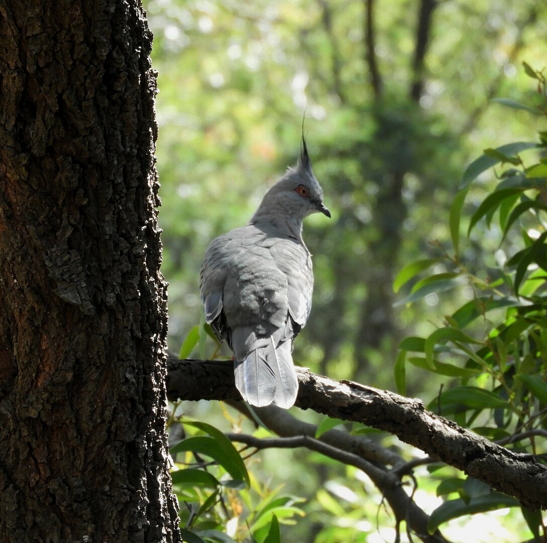 Crested Pigeon - ML142024611