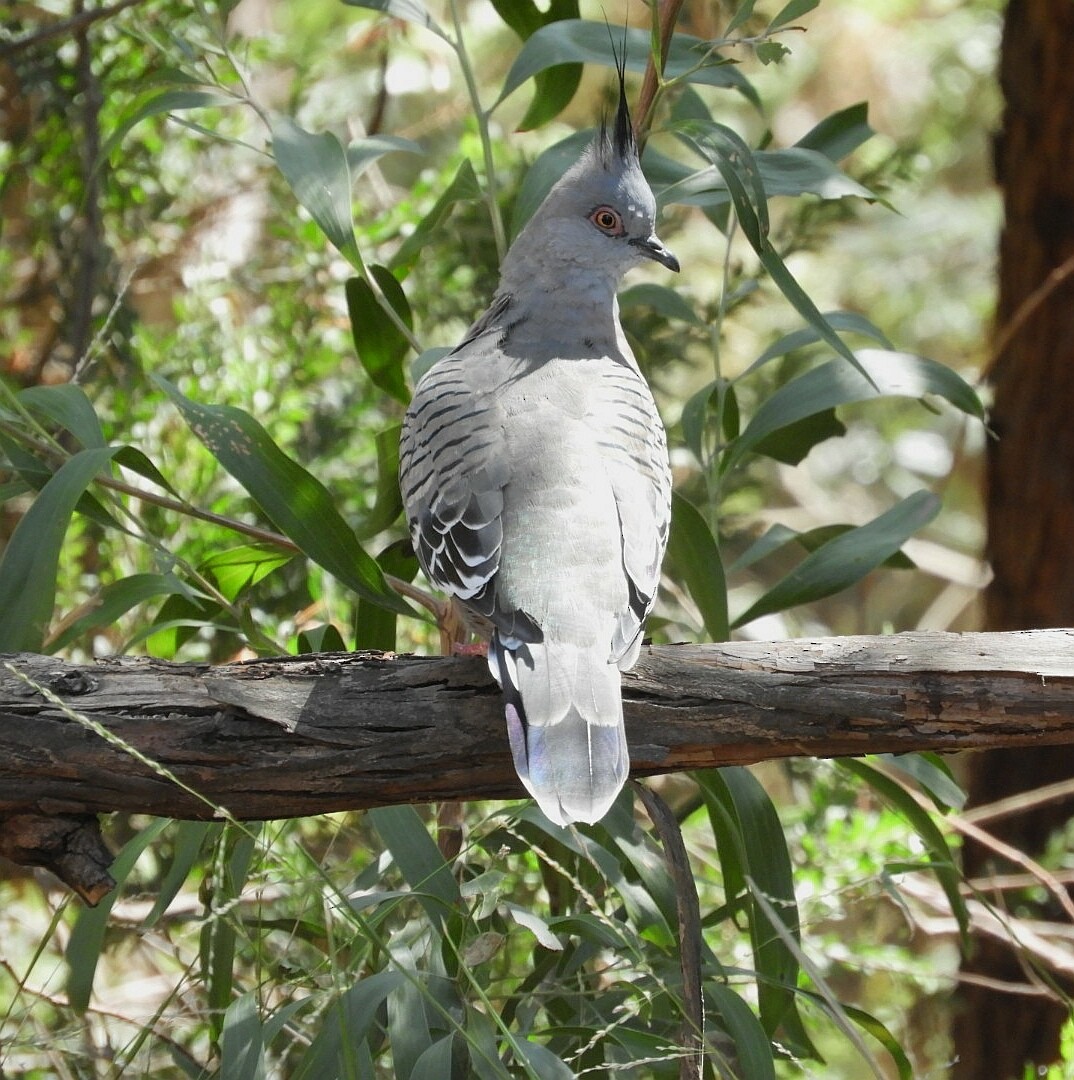 Crested Pigeon - ML142024671