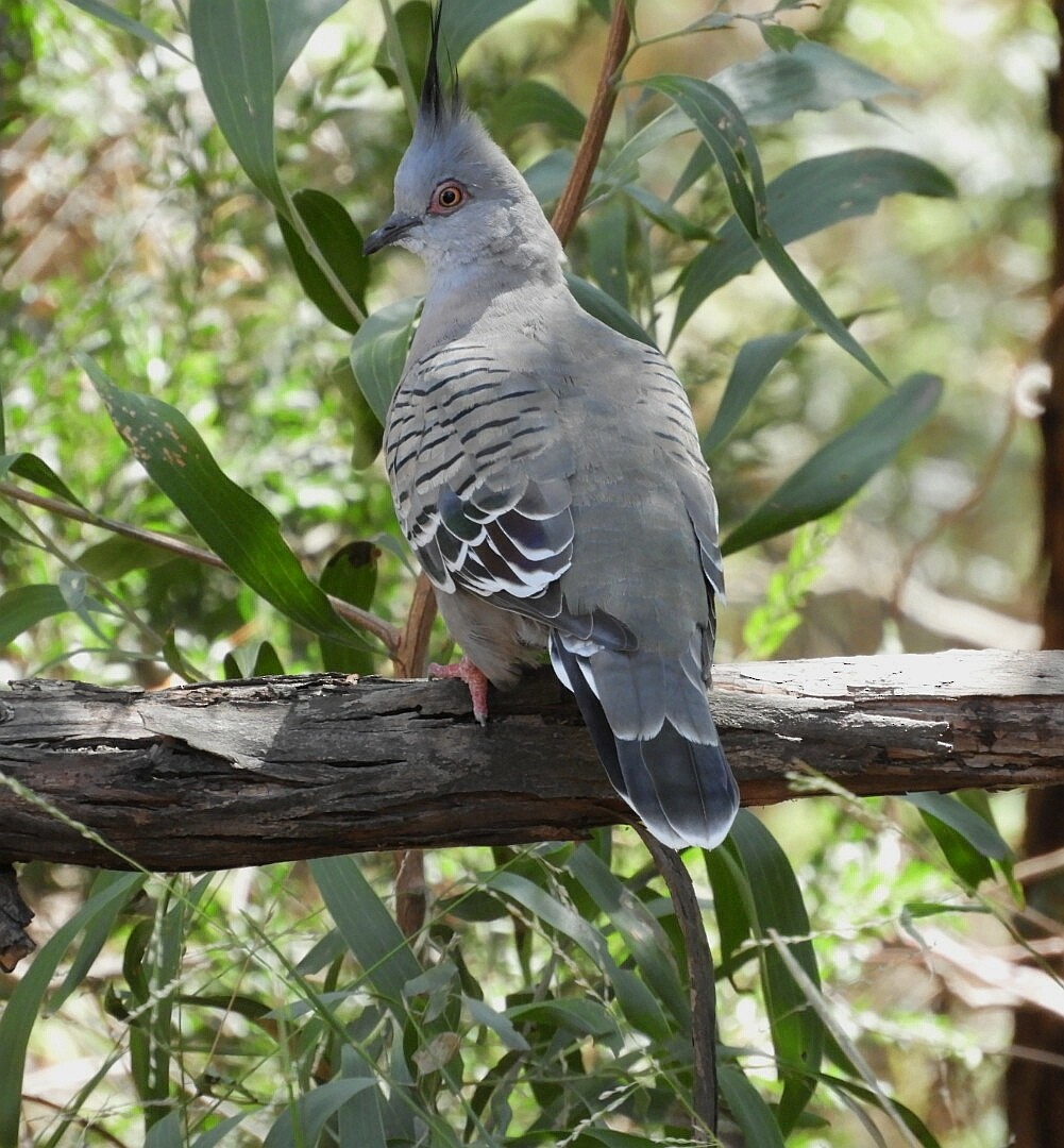 Crested Pigeon - ML142024681