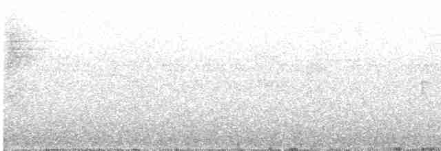 kolibřík bělokrký - ML142024931