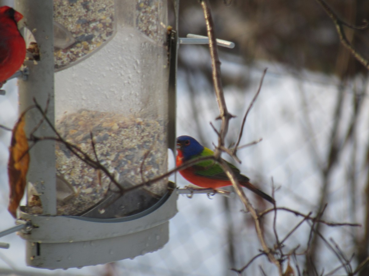Painted Bunting - Tyler Bell
