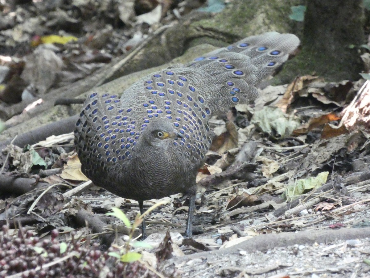 Gray Peacock-Pheasant - Neil Lawton