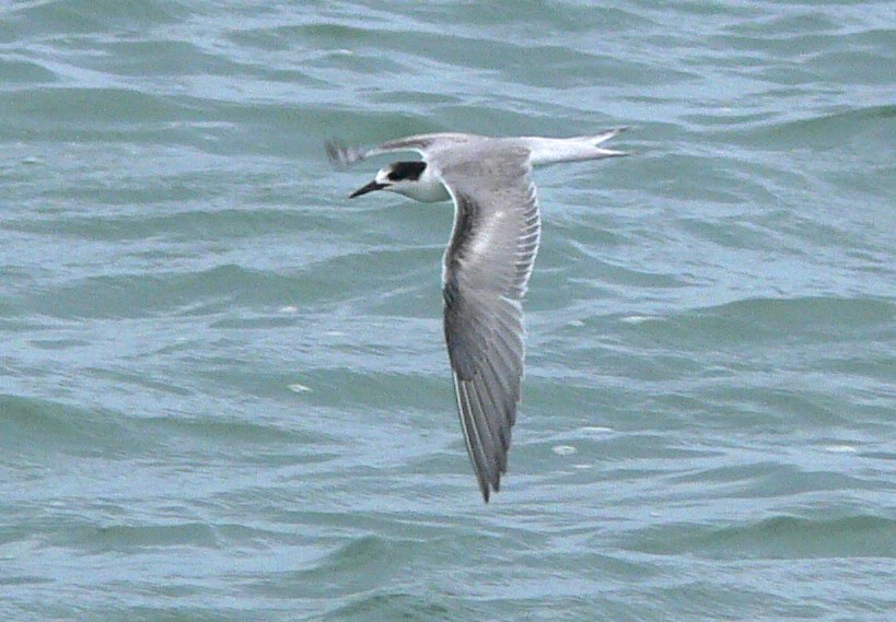 Common Tern - ML142026931