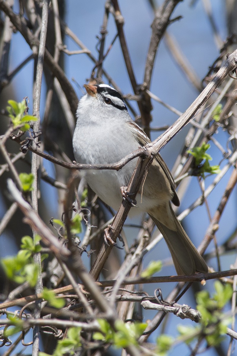 White-crowned Sparrow - Jean-Sébastien Mayer