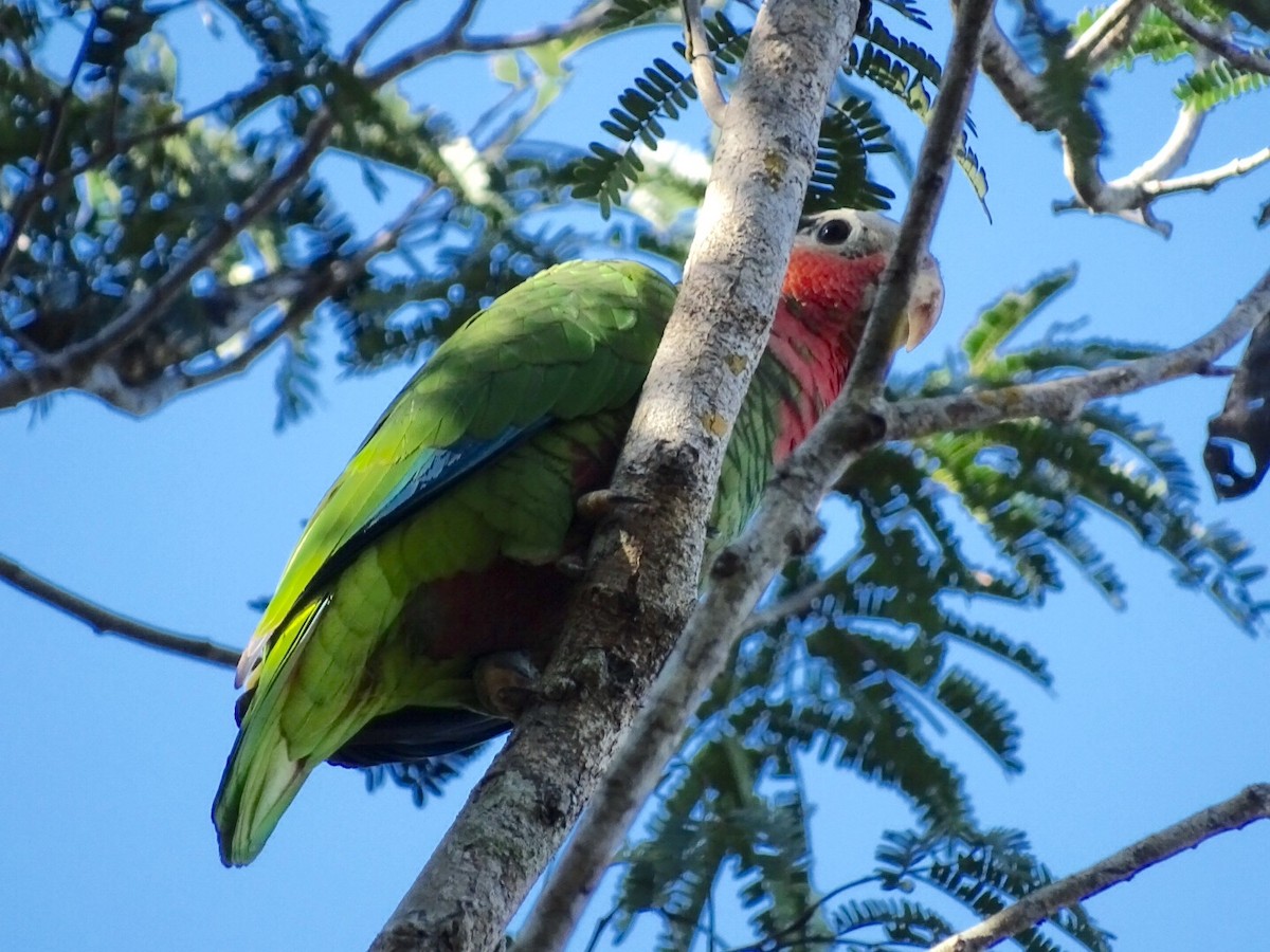 Cuban Parrot (Cuban) - Annie Downing