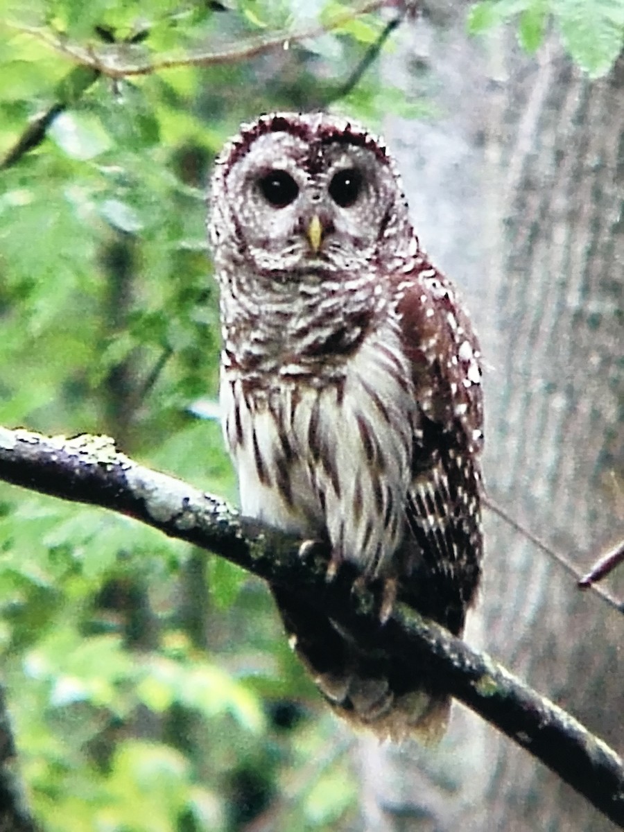 Barred Owl - Jeff R. Wilson