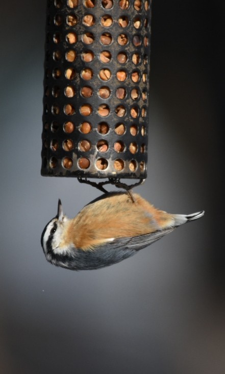 Red-breasted Nuthatch - Ben Evans