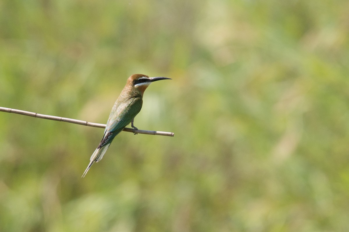 Madagascar Bee-eater - John C. Mittermeier