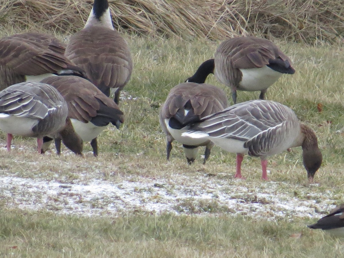 Pink-footed Goose - Cheryl Ring