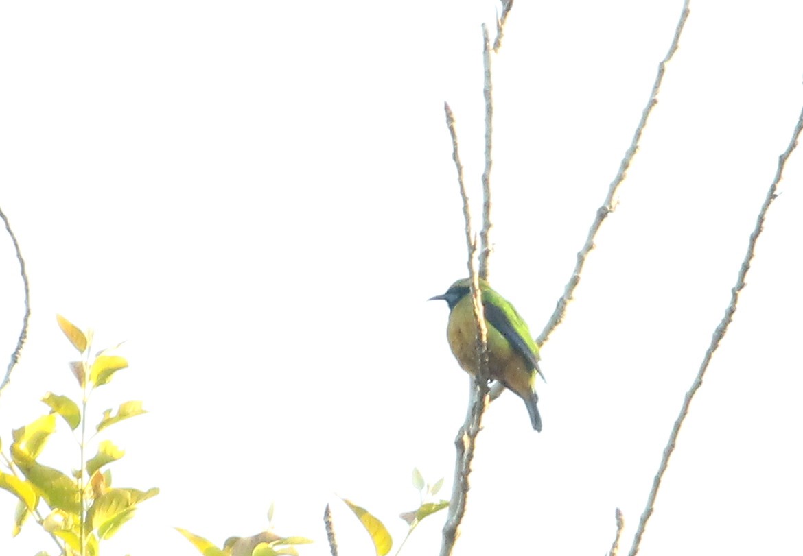 Asian Green Bee-eater - ML142032591