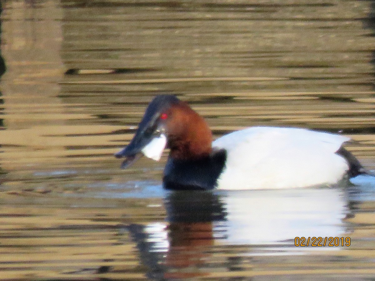 Canvasback - dave chase