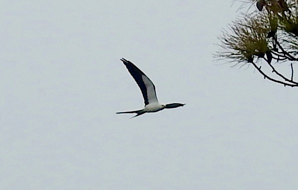 Swallow-tailed Kite - John Grossa