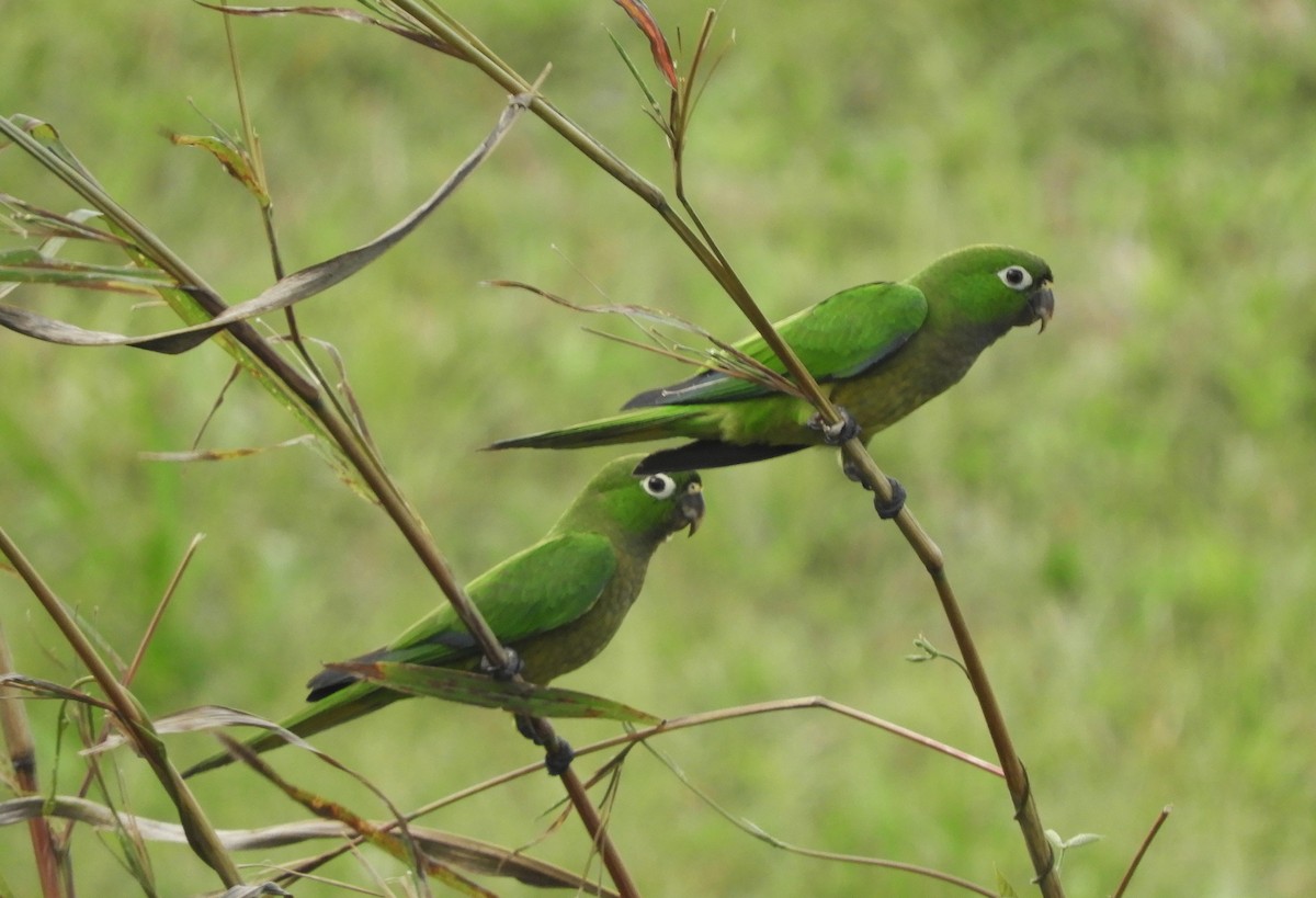 Olive-throated Parakeet - Aarre Ertolahti