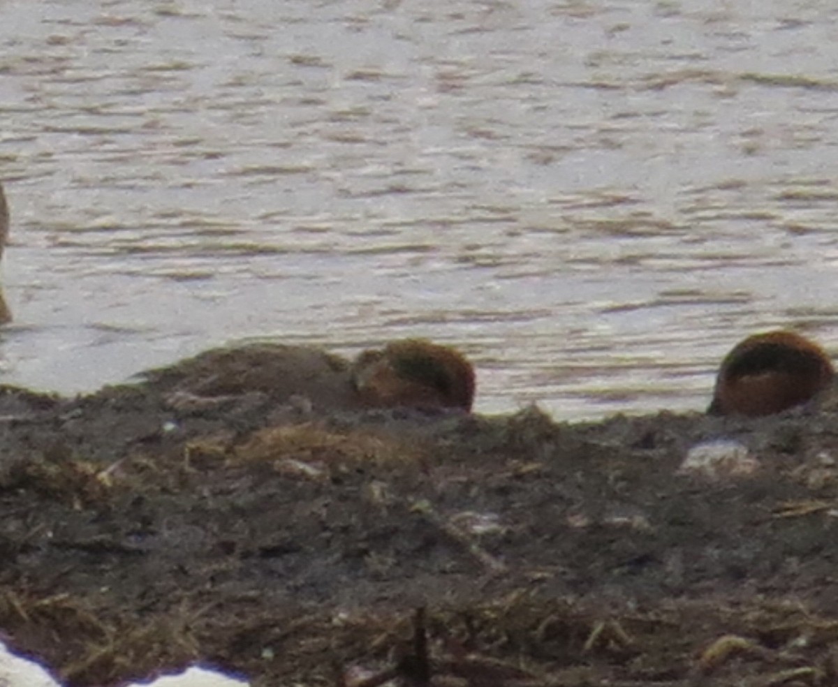 Green-winged Teal - ML142034911