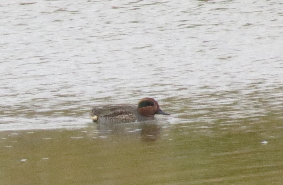 Green-winged Teal - ML142034951